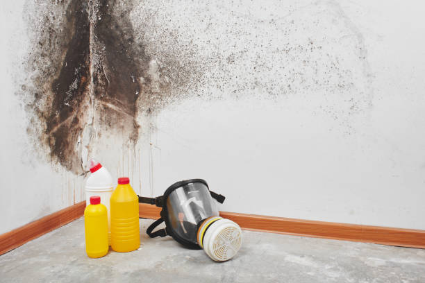 Best Local Mold Removal Service  in Tompkinsville, KY