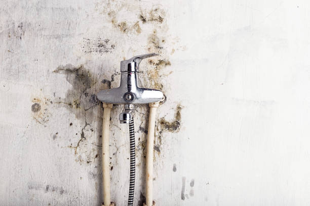 Professional Mold Removal in Tompkinsville, KY