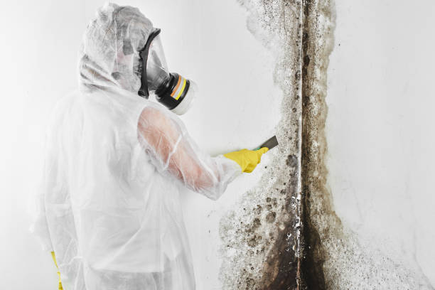Best Emergency Mold Removal  in Tompkinsville, KY