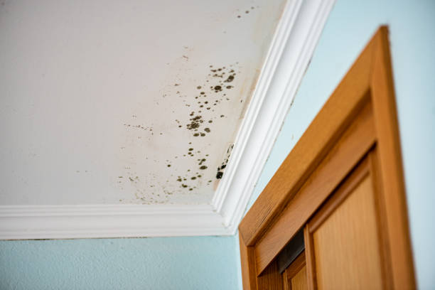 Best Best Mold Removal Companies  in Tompkinsville, KY