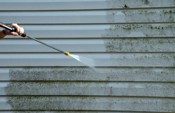 Best Toxic Mold Removal  in Tompkinsville, KY