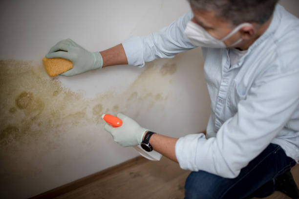 Certified Mold Removal in Tompkinsville, KY