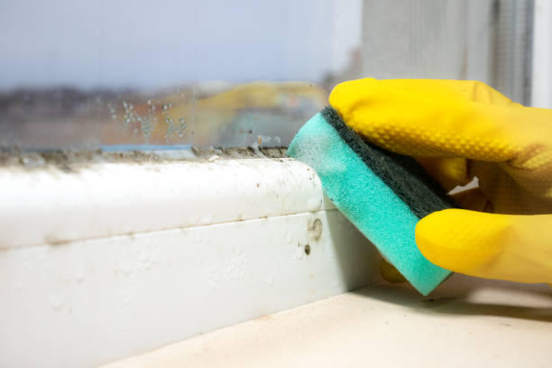 Best Fast Mold Removal  in Tompkinsville, KY