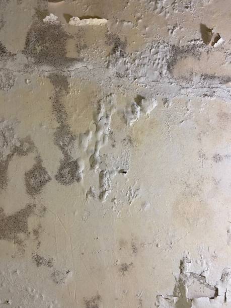 Best Same-Day Mold Removal  in Tompkinsville, KY