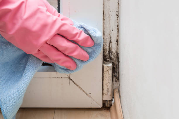 Best Best Mold Removal Companies  in Tompkinsville, KY
