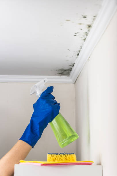 Best Black Mold Removal  in Tompkinsville, KY
